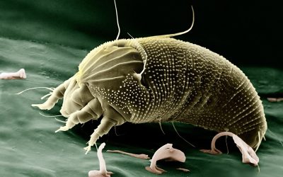 How to Defeat House Dust Mite Allergies