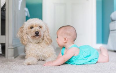 Is Carpet Cleaning Safe for Children, Pets & Those With Respiratory Issues?